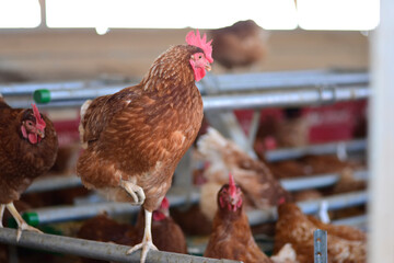Gallus gallus domesticus or homemade egg laying hen on farm