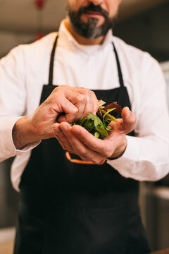 Positive chef preparing fresh herbs for dish 