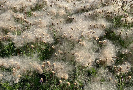 overblown thistles

