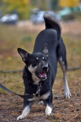black and brown dog mongrel at animal shelter