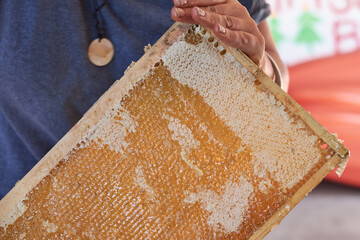 Honey laden honeycomb