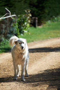 Maremma Guardian Dog on farm