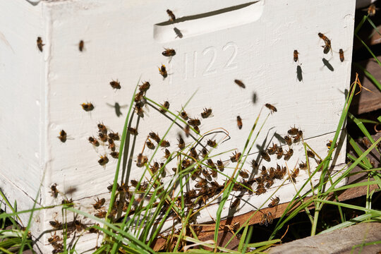 Bees returning to their hive
