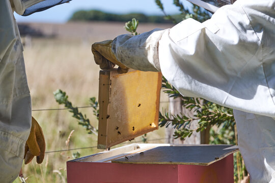 Beekeeper lifting honeycomb frame from beehive