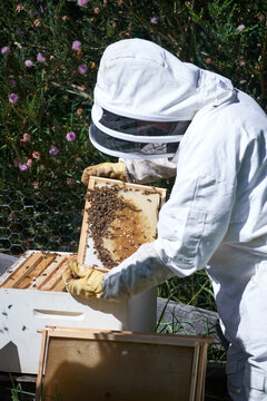 Beekeeper inspecting honeycomb mat