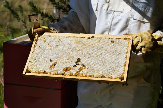 Honeycomb frame from beehive