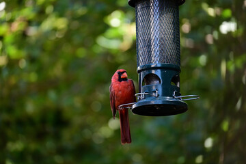 red cardinal bird