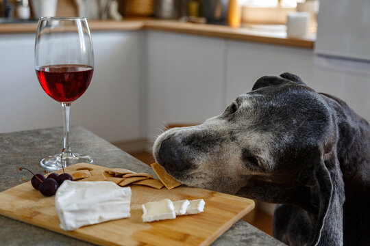 Dog stealing crackers from table