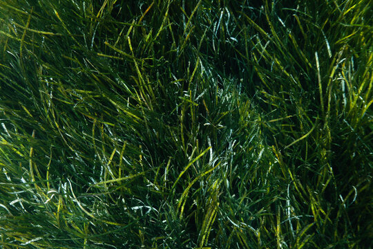Seagrass Background
