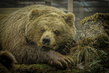 brown bear portrait