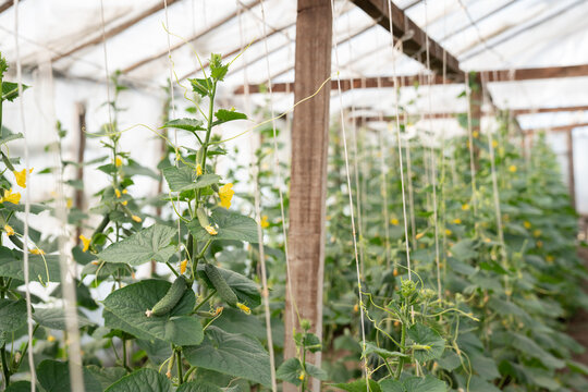 Organic Cucumber Plants At Greenhouse