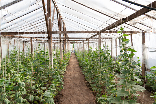 View Of Greenhouse