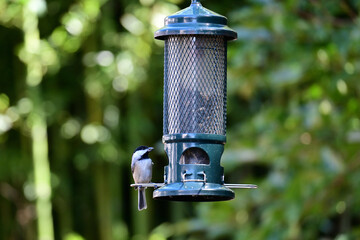 feeder in the morning