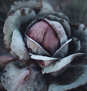 Naklejki Growing Red Cabbage