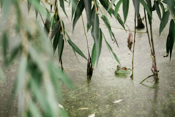 Naklejka premium Underneath a willow tree, a green bullfrog peers above the water's surface in an algae covered pond.