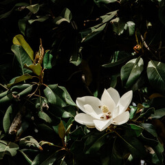 A white magnolia blossom in summer sun.