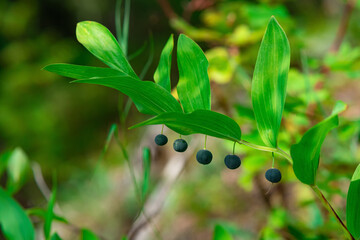 plant branch Solomon seal (Polygonatum odoratum) with berries