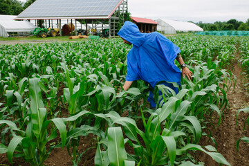 A Farmer in a Cornfield