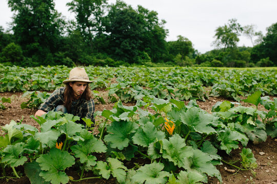 A Farmer in the Field