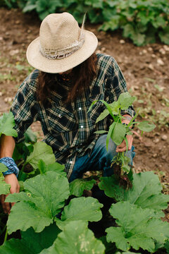 A Farmer in the Field