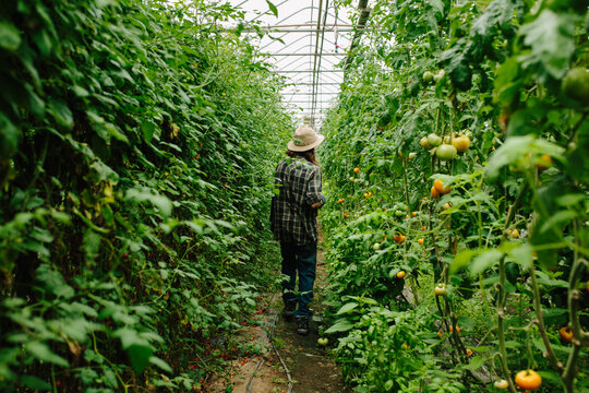 A Farmer in the Greenhouse