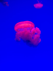 Marine animals at an aquarium.