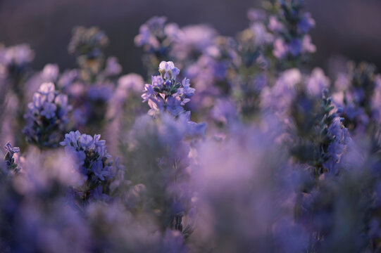 Lavender field during sunrise