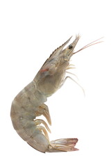 pacific white shrimp isolated on white background.
