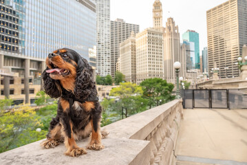 A cute cavalier king charles spaniel dog goes for a walk in the city, downtown Chicago, in the Loop.
