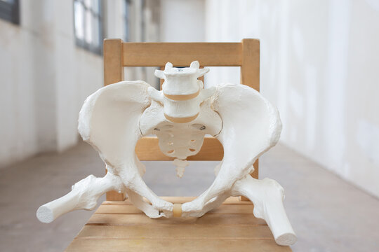 Pelvis, human skeleton, female pelvic bone anatomy, hip