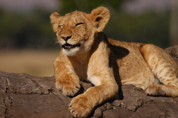 Lazy young lion living in Masai Mara, Kenya
