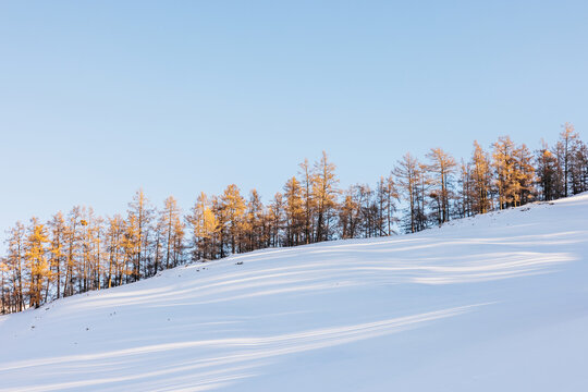 A row of trees on the Snowfield