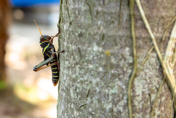 Rustic grasshopper on a tree