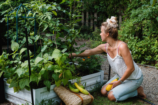 Woman Picking Herbs from Raised Vegetable Bed