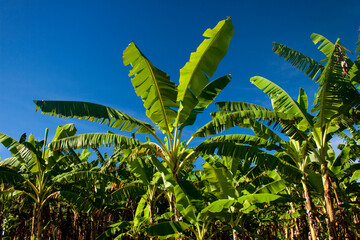 plantação de bananeira com muitos pés de banana céu claro em dia ensolarado