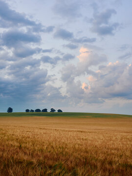 field of barley at sunrise