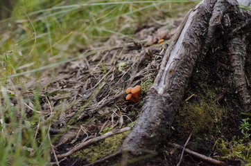 small mushroom, parc régional seigneurie de la matapédia, québec, canada