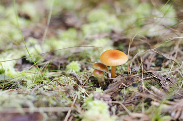 mushroom in the forest, parc régional seigneurie de la matapédia, québec, canada