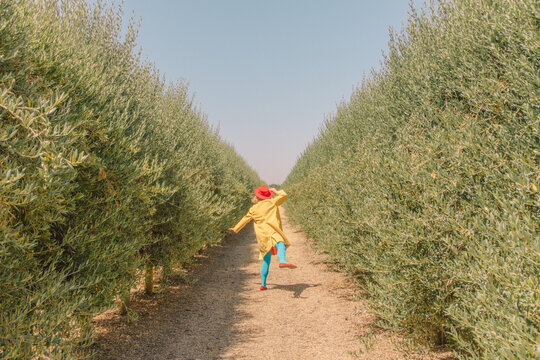 In the Olive Orchard