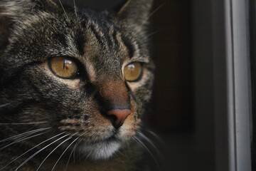 gato mirando a la ventana/ cat looking in the windows