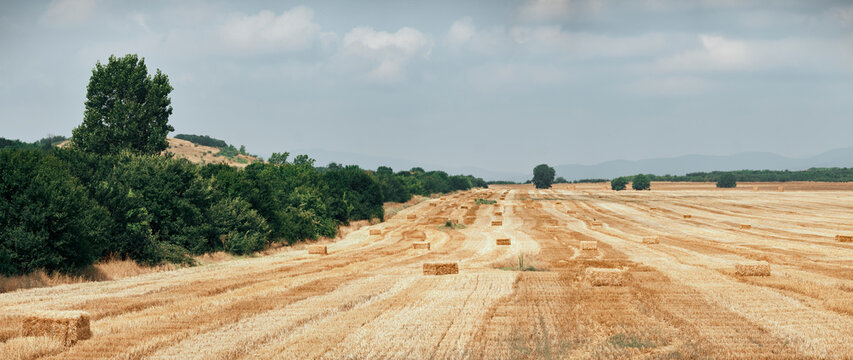 Panorama of golden field with hay bales