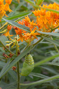 Monarch Butterfly Cocoon Amongst Milkweed