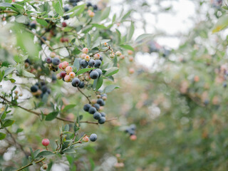 Unripe and ripe blueberries on a blueberry bush