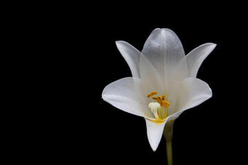 Fototapeta na wymiar White Flower on Black Background