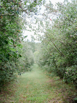 Path between blueberry bushes