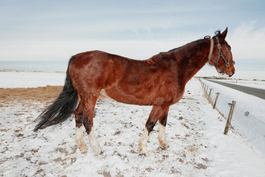 A Horse In The Snow