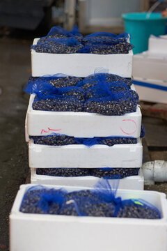 Boxes of cockles bagged and ready for sale at fish market