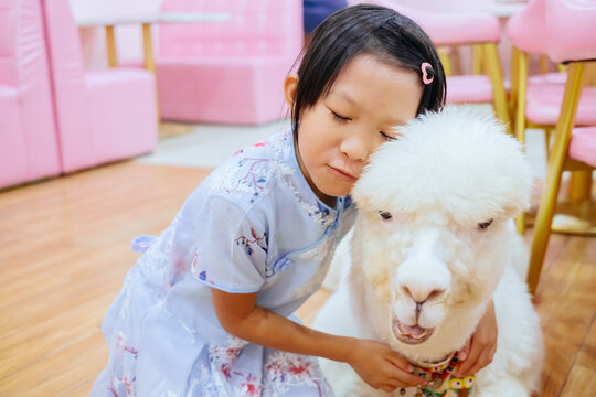  little girl with lama pets
