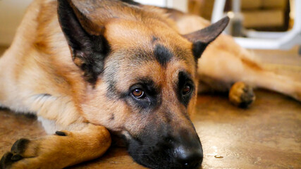 german shepherd dog laying down