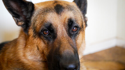 GSD eyes